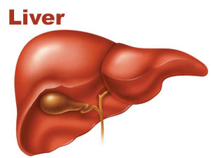 Liver Liver