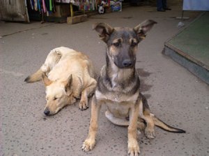 Dogs Dogs