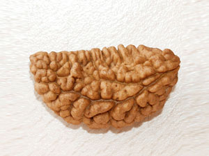 Panch Mukhi Rudraksha Panch Mukhi Rudraksha