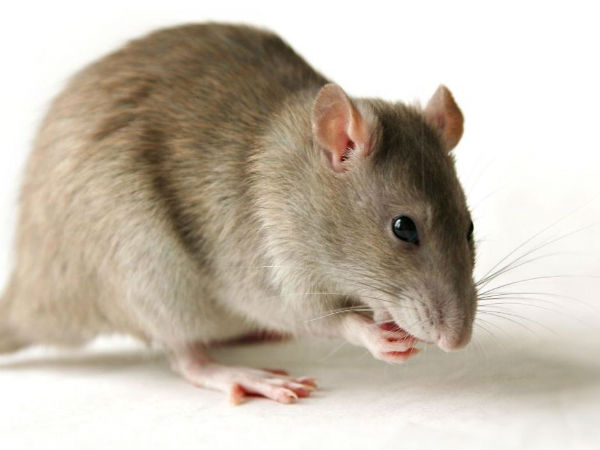 Railway gives supari of lacs to private company to kill monster rats in Lucknow Railway gives supari of lacs to private company to kill monster rats in Lucknow