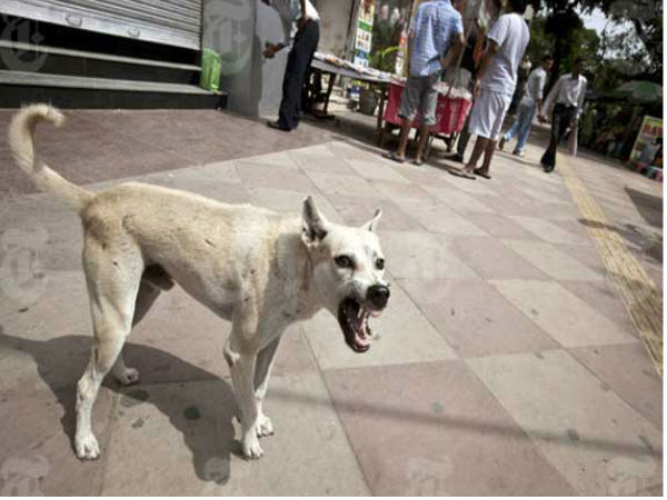 dogs dogs