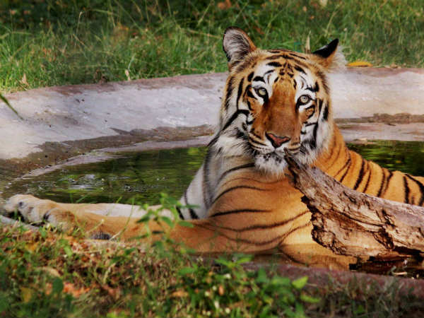 tiger tiger