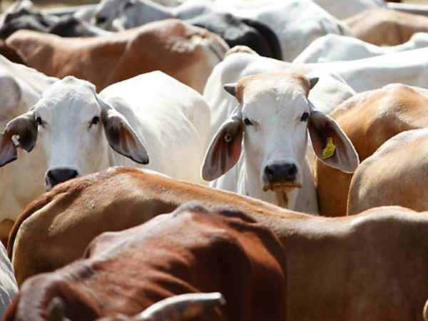 Muslims in Lucknow had quit cow slaughter on bakreed a century ago Muslims in Lucknow had quit cow slaughter on bakreed a century ago