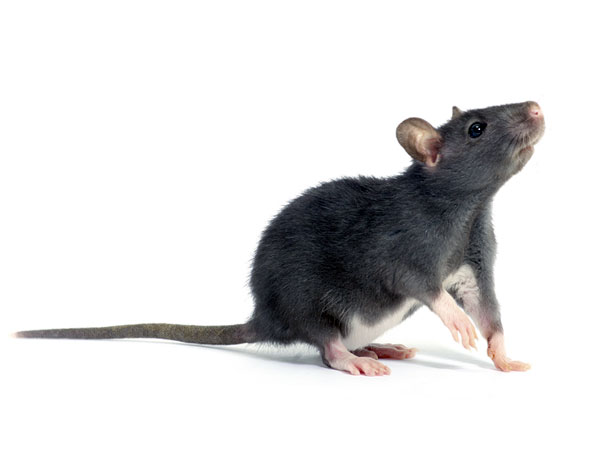 rat rat