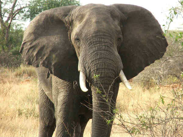 elephant elephant