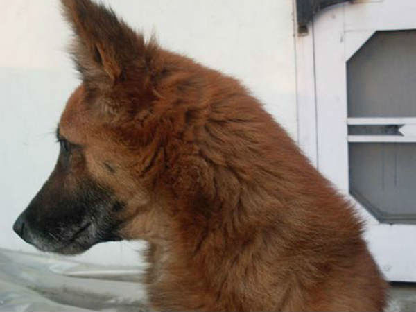 dog dog