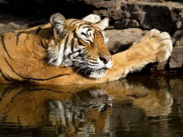 लेडी ऑफ लेक मछली