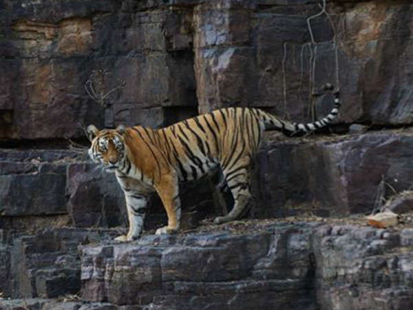 50 मिनट की डॉक्यूमेंट्री