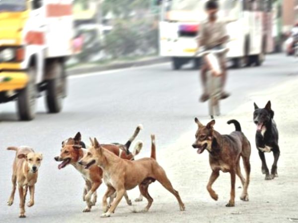 stray dogs stray dogs