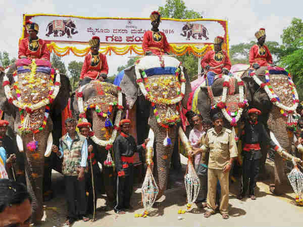 elephant-mysuru-dasara elephant-mysuru-dasara