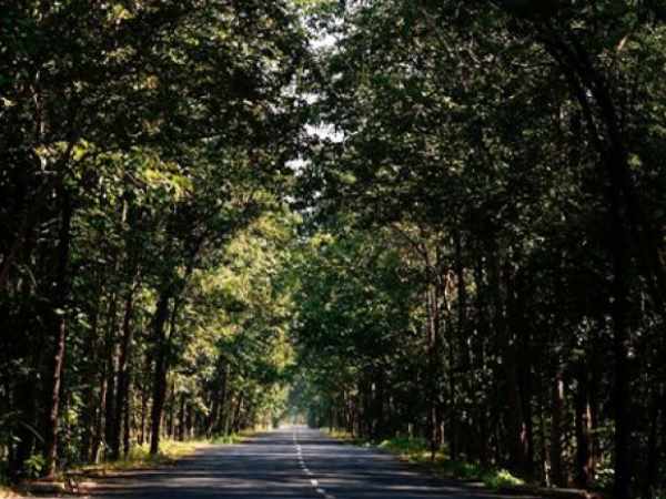 forest forest