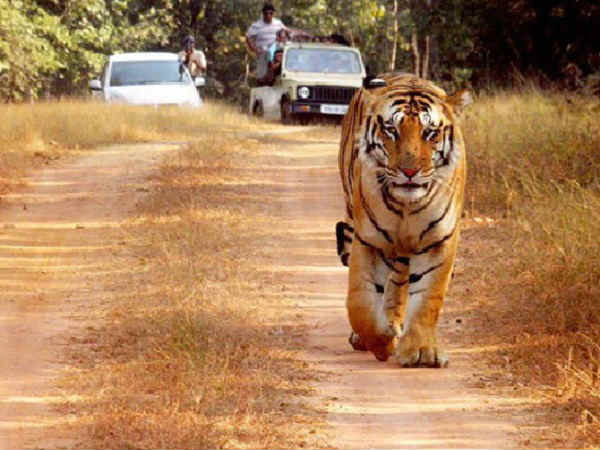 Karandla Tiger Reserve jai missing tiger Karandla Tiger Reserve jai missing tiger