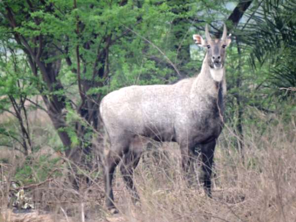 nilgai nilgai
