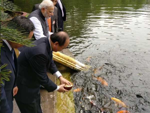 मछलियों को खिलाया खाना
