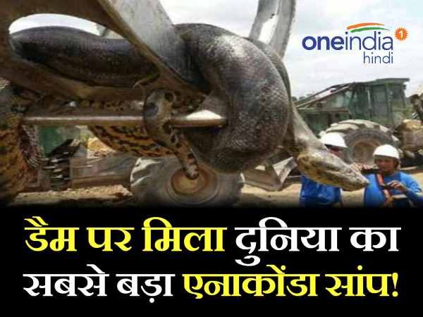 anaconda snake anaconda snake