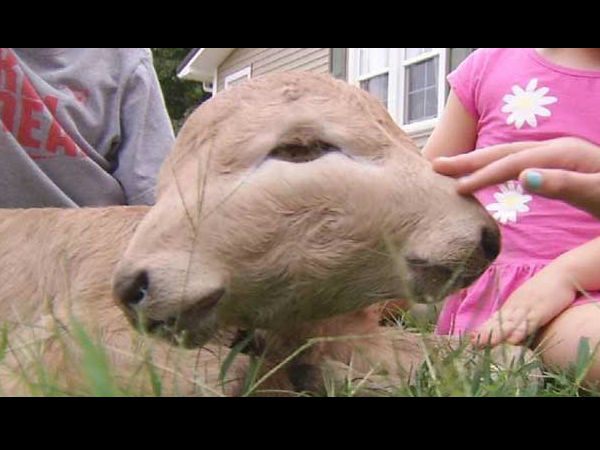 Calf With 2 Faces Born At US Farm Calf With 2 Faces Born At US Farm