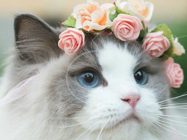 cat cat