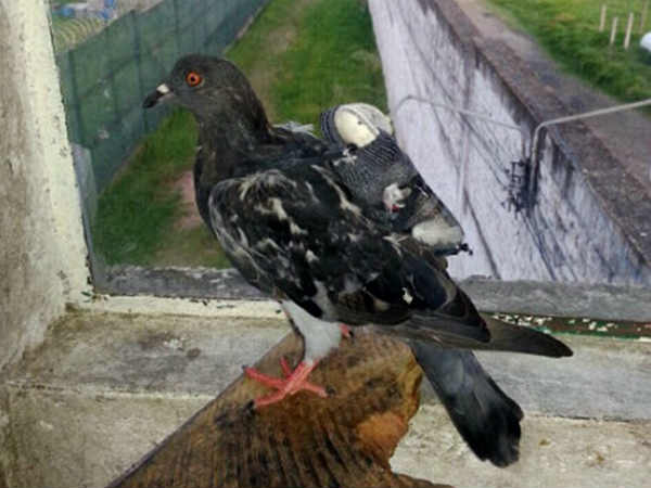 pigeon-jail-columbia.jpg pigeon-jail-columbia.jpg