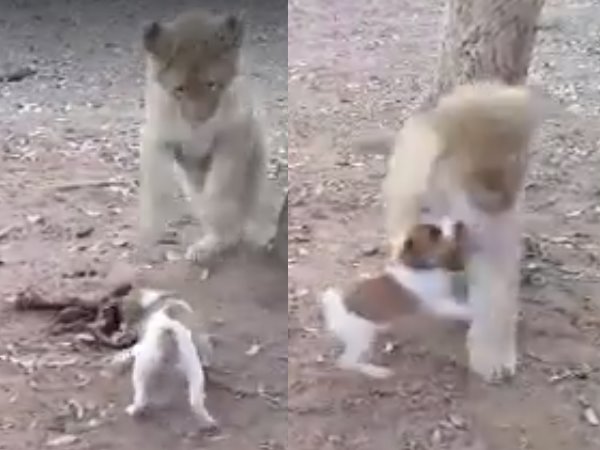 puppy fight puppy fight
