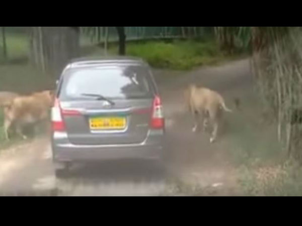 lion lion