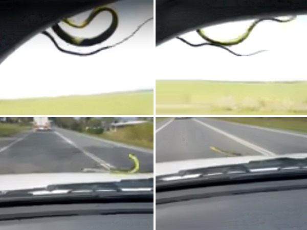 snake snake
