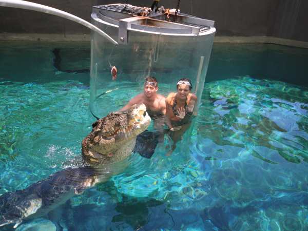 crocodile11 crocodile11