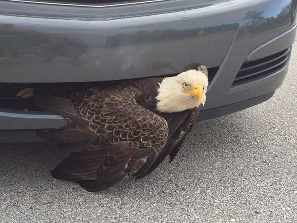 eagle in car eagle in car