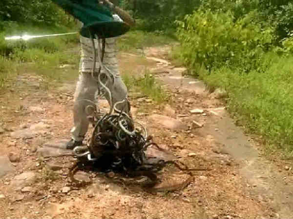 कुछ इस तरह किया सापों को किया अलग