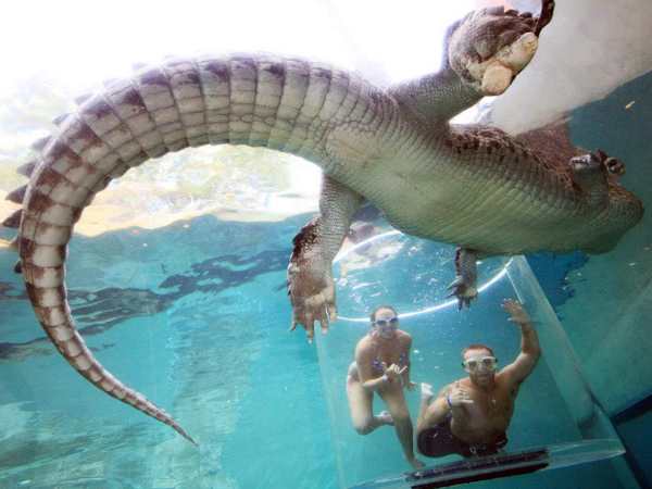 crocodile crocodile