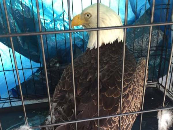 eagle 4 eagle 4