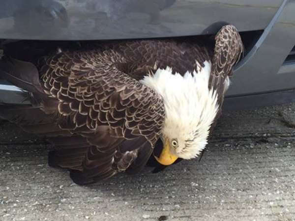 eagle eagle