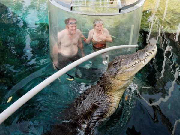 crocodile6 crocodile6