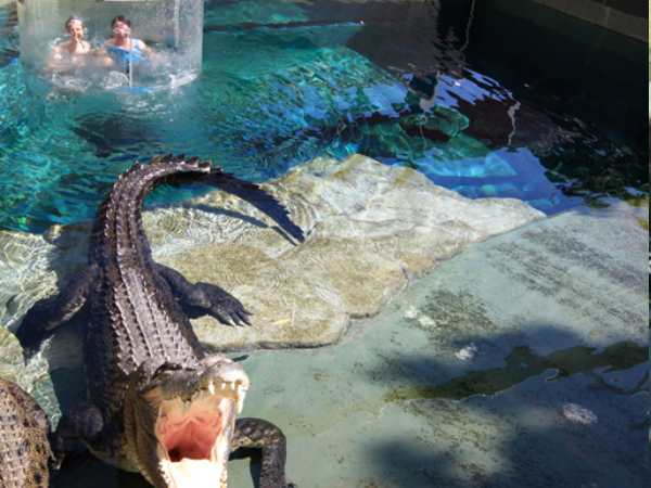 crocodile5 crocodile5