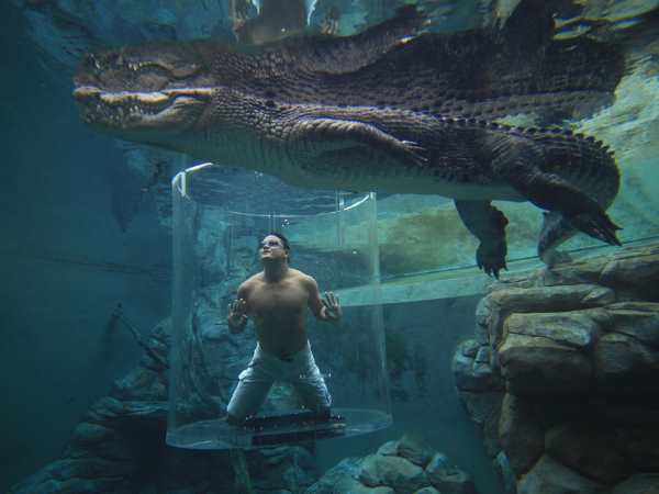 crocodile4 crocodile4