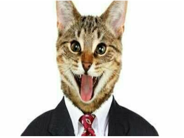 cat photo cat photo