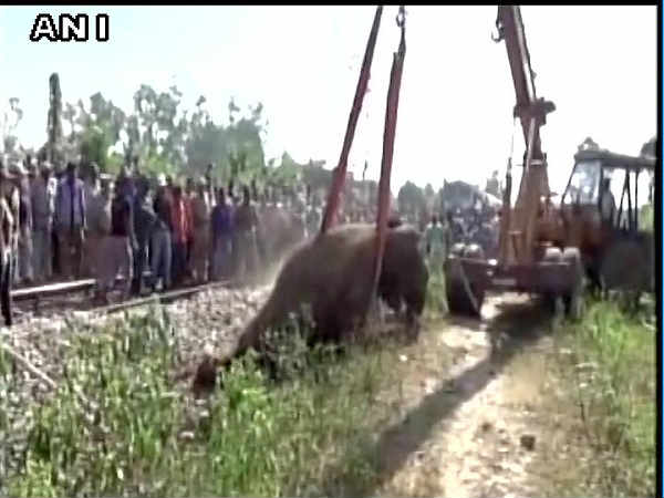 ELEPHANT ELEPHANT