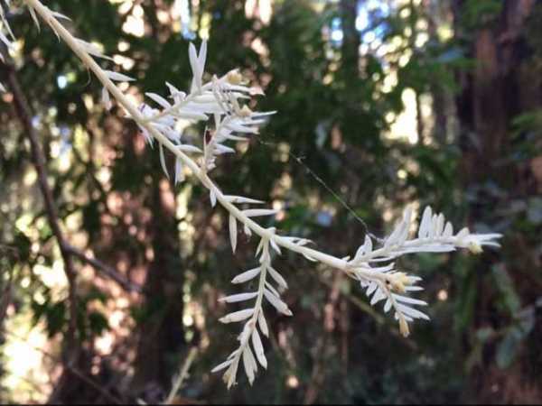 albino albino