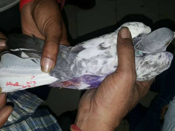 Another 'Pak' pigeon lands in Ajnala Another 'Pak' pigeon lands in Ajnala