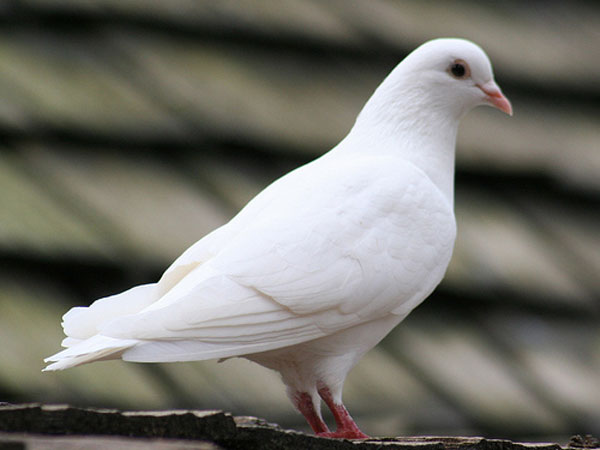pigeon pigeon