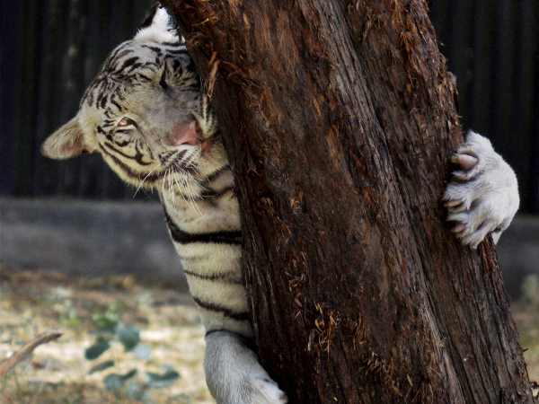 tiger tiger