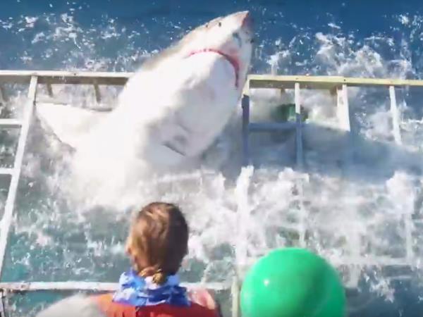 shark attack2 shark attack2