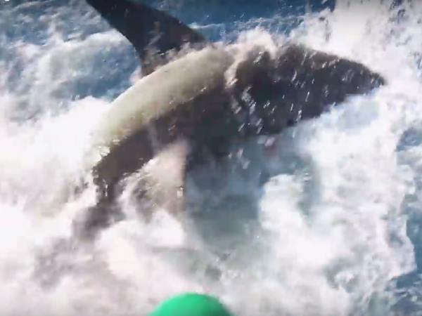 shark attack3 shark attack3
