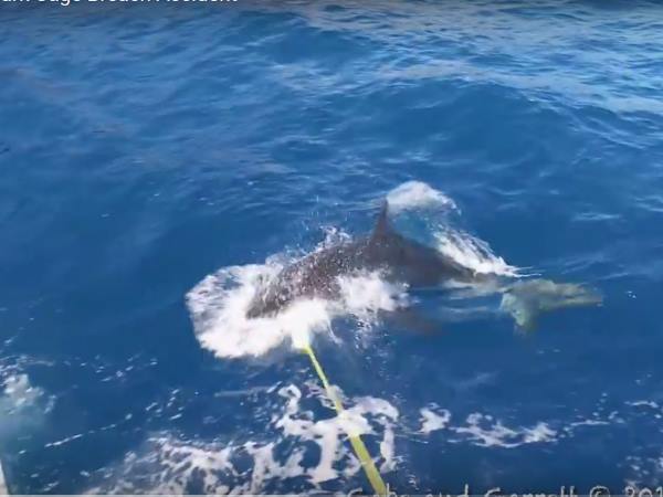 shark attack1 shark attack1
