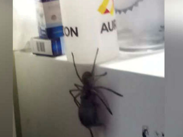 spider spider