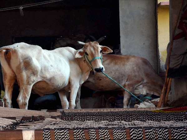 cow cow