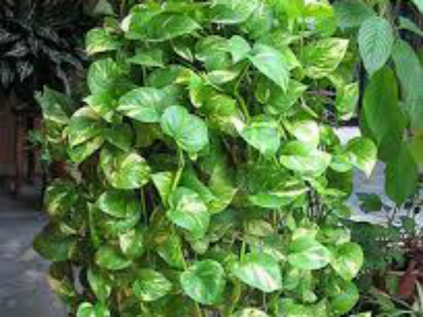 Uses Of Money Plant : Attracts Wealth, Money, Good Fortune, Fame Uses Of Money Plant : Attracts Wealth, Money, Good Fortune, Fame