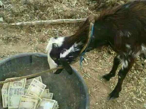 बकरी का चारा