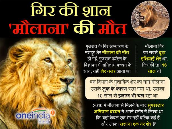 Gir's Maulana, Amitabh Bachchan's co-star in Gujarat ad, dead Gir's Maulana, Amitabh Bachchan's co-star in Gujarat ad, dead