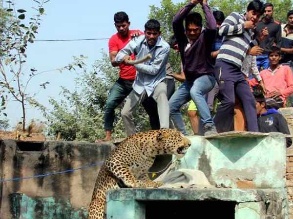 तेंदुए की खबर मिलते हुए जमा हुए सैकड़ों लोग