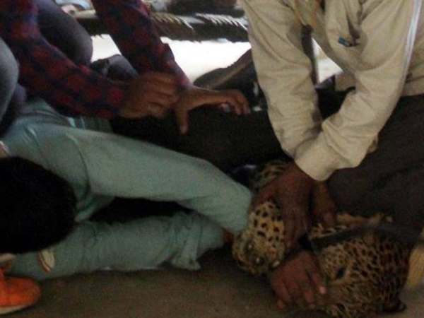 पिछले तीन दिनों में 10 बार दिखा था तेंदुआ